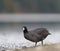 American coot feeding at seaside beach