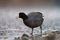 American coot feeding at seaside beach