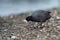 American coot feeding at seaside beach