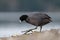 American coot feeding at seaside beach