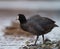 American coot feeding at seaside beach