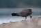 American coot feeding at seaside beach