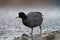 American coot feeding at seaside beach