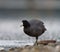 American coot feeding at seaside beach