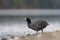 American coot feeding at seaside beach