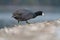 American coot feeding at seaside beach