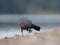 American coot feeding at seaside beach