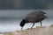 American coot feeding at seaside beach