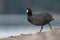 American coot feeding at seaside beach