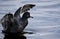 American Coot flapping wings on serene blue pond water, Walton County, Georgia, USA