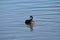 An American Coot Floats on the Duck Pond
