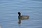 An American Coot Floats on the Duck Pond