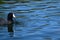 American coot, Fulica americana, eating, 2.