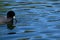 American coot, Fulica americana, eating, 5.