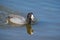 American coot Fulica americana fishing and eating mussels