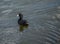 American Coot Fulica americana at Lake Seminole Park, Florida