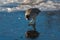 American coot looking for food on icy lake