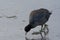 American coot looking for food on icy lake