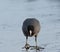 American coot looking for food on icy lake