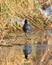 American coot looking for food on icy lake