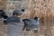 American coot looking for food in marsh