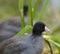 American coot looking for food in marsh