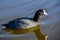 An American Coot in Menifee, California