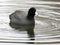 American Coot on a Pond
