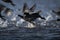 American Coot on Reelfoot lake in Tennessee during their annual migration