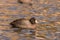 American Coot Reflection