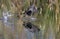 American coot running over water