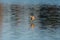 American coot running and taking off on the lake