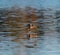 American coot running and taking off on the lake