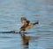 American coot running and taking off on the lake