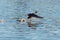 American coot running and taking off on the lake