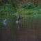 American coot running and taking off on the lake