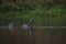 American coot running and taking off on the lake