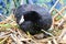 An American Coot sits on a egg as it hatches