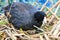 An American Coot sits on a egg as it hatches