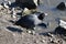 American Coot on a Stony Beach