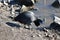 American Coot on a Stony Beach