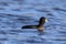 An American Coot swimming blue water in winter