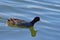 American Coot Swimming on Lake Water