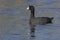 American Coot Swimming in a Pond