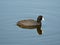 American Coot swimming in water