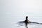 American Coot swims at dawn in the peaceful water of Alamosa National Wildlife Refuge in southern Colorado