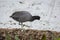 American Coot Walking on a Log - Florida