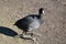 An American Coot Walks to the Duck Pond