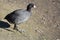 An American Coot Walks to the Duck Pond