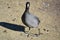 An American Coot Walks to the Duck Pond